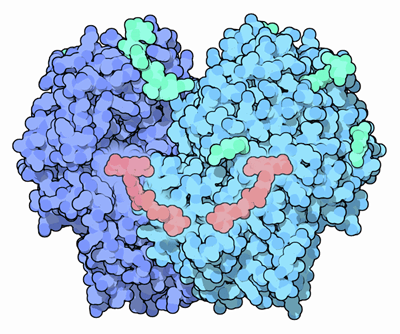 Glucose Oxidase